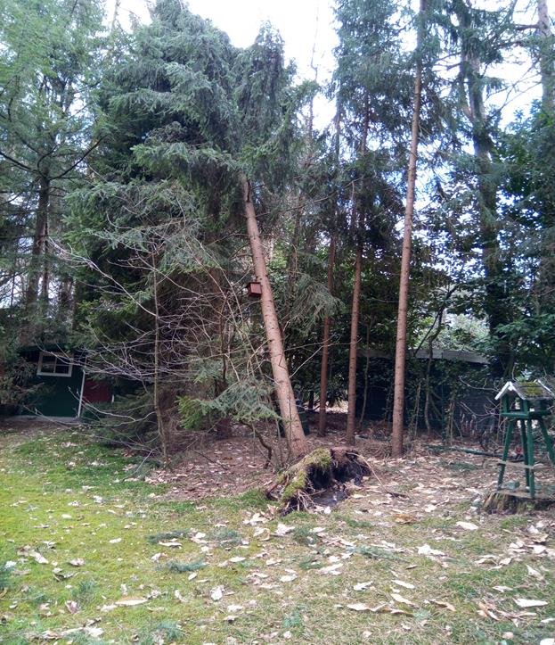 Omgewaaide boom hangt in z'n buurman