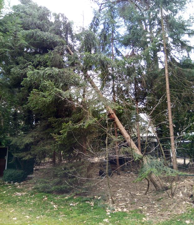 Omgewaaide boom hangt in z'n buurman