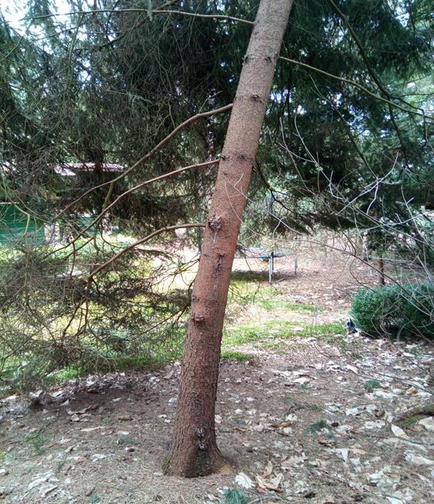 De boom waar de ander in hangt is ook niet fris meer