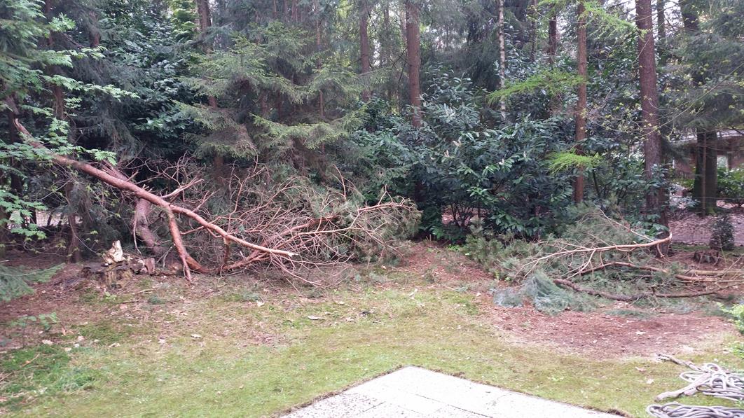Al gevallen takken van de andere boom