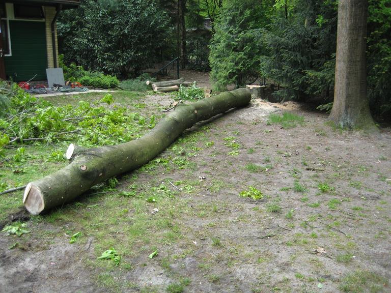 1 eik in voortuin naast inrit geveld