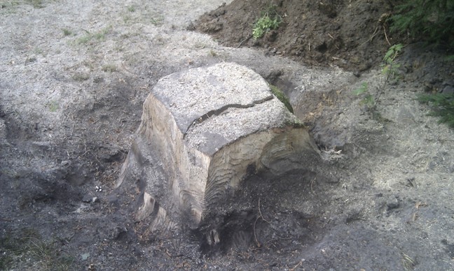 Stronk in voortuin bij schommel wegfrezen